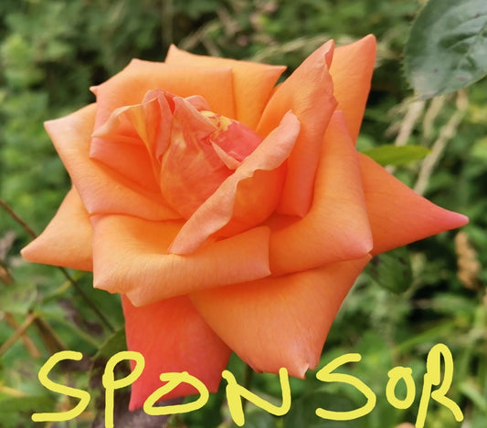 Donation, sponsor Y.K.A.